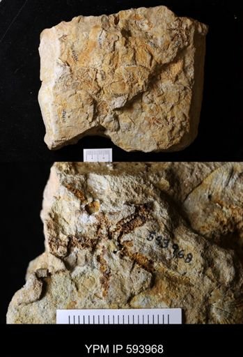 undet. Stelleroidea