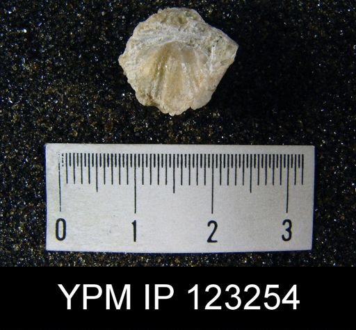 Platystrophia biforata