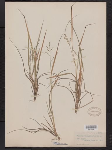 Panicum depauperatum