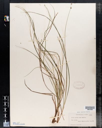 Carex interior