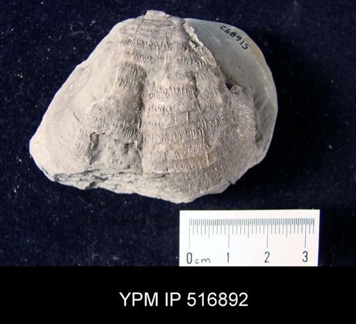 Echinoconchus?