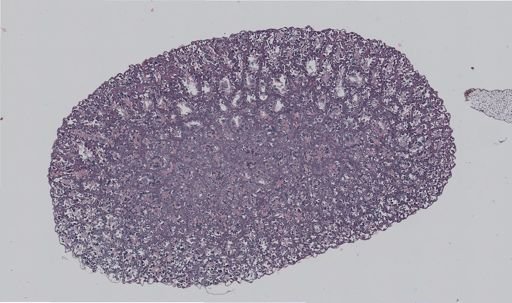 Rana clamitans
