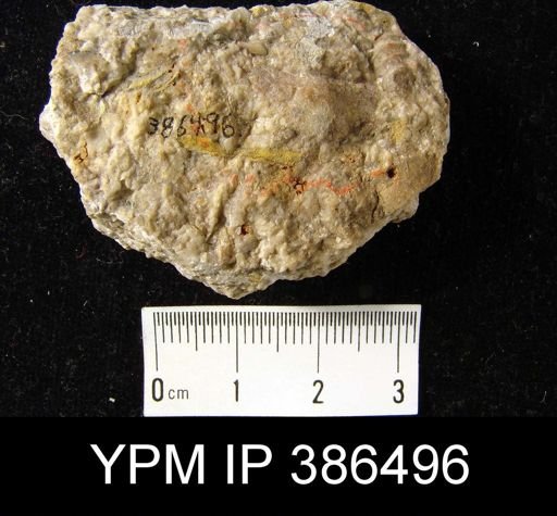 Sowerbyella gigantea