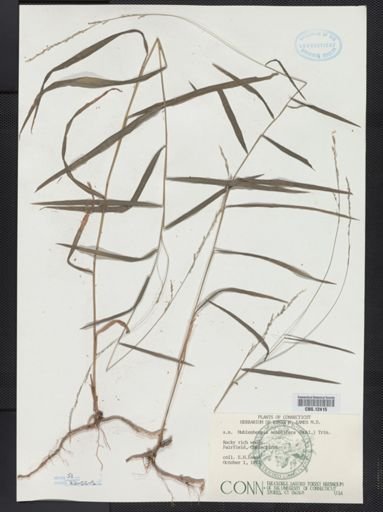 Muhlenbergia sobolifera