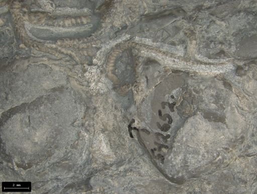 Aplocoma damesii