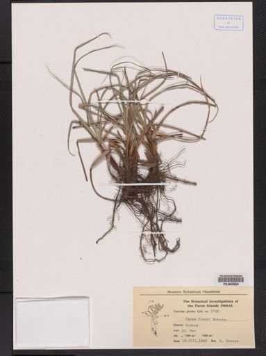 Carex flacca