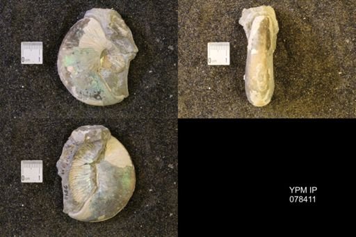Hoploscaphites nicolletii
