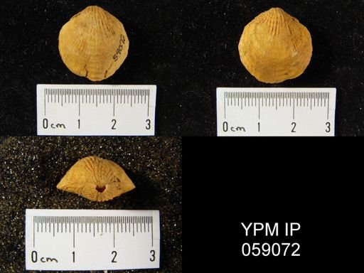 Atrypa reticularis
