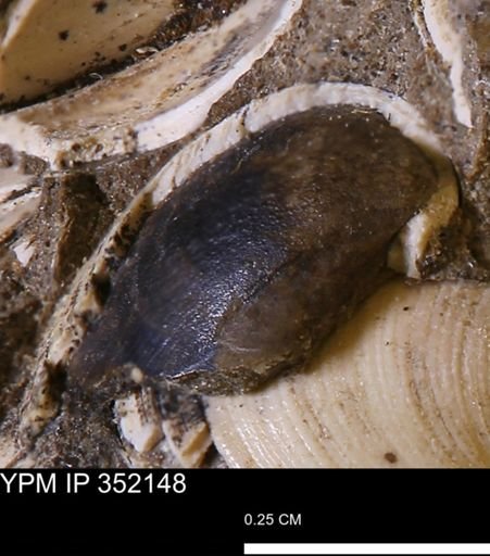 Limopsis striatopunctatus
