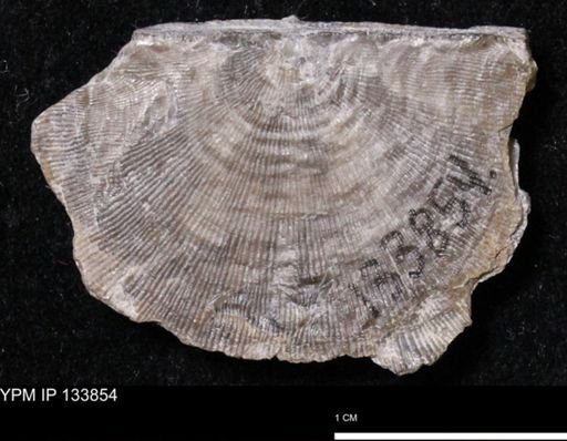 Stropheodonta perplana
