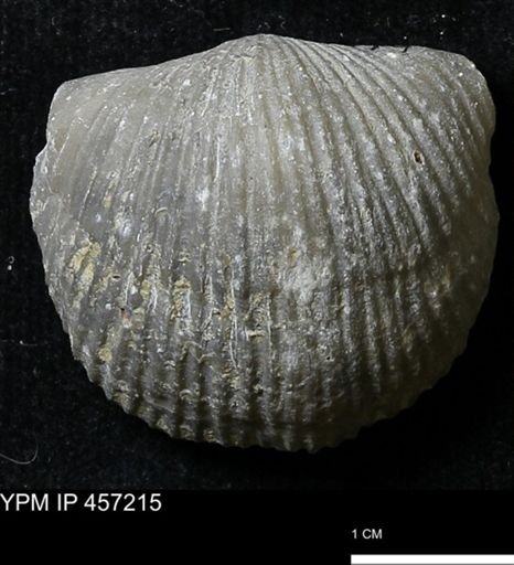 Stropheodonta navalis boonensis