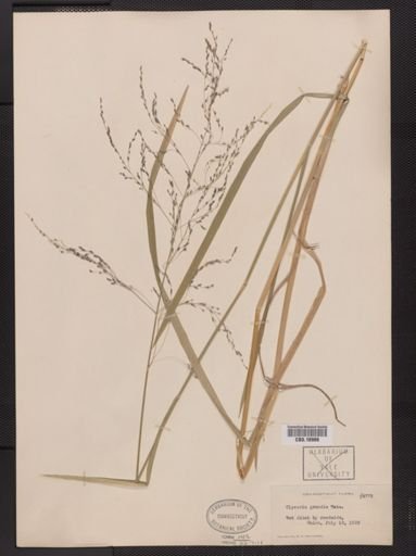 Glyceria grandis