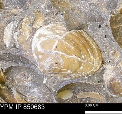 Limopsis striatopunctatus