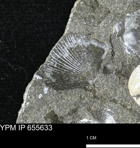 Oxytoma (Hypoxytoma) nebrascana