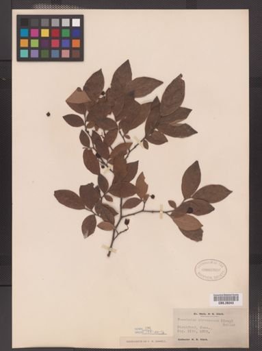 Vaccinium atrococcum