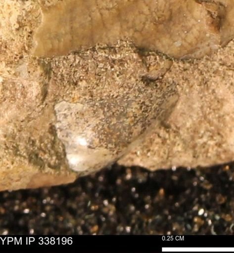 undet. Mollusca