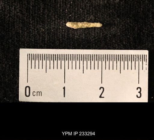 Archaeocidaris sp.