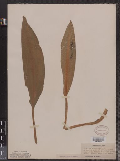 Orontium aquaticum