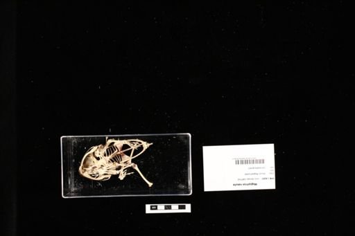Megophrys nasuta