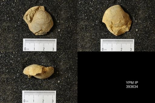 Corbicula?
