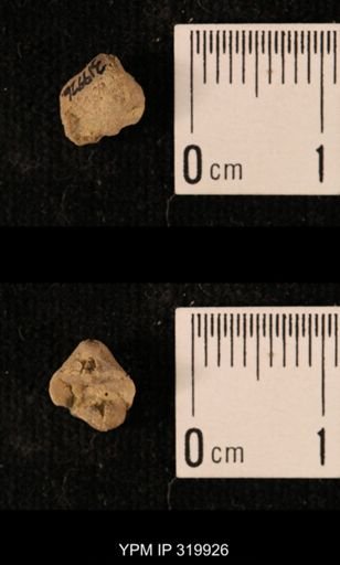 Ambocoelia planoconvexa