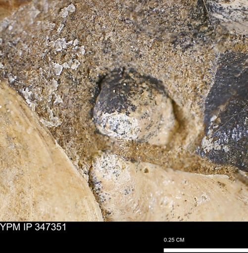 undet. Bivalvia