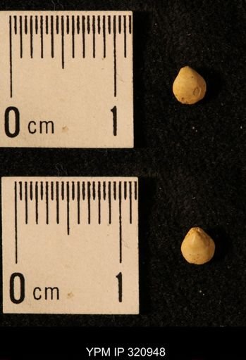 Dielasma elongatum