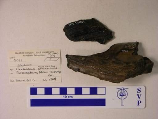 Edaphodon sp.