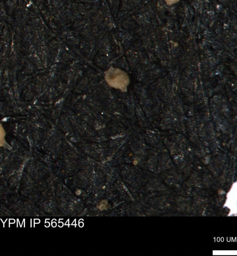 Clathrocyclas (Clathrocyclas) irrasa