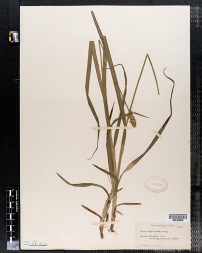 Carex cephaloidea