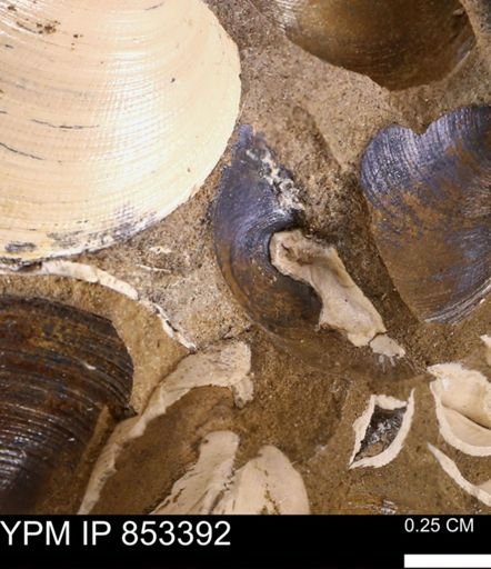 Limopsis striatopunctatus