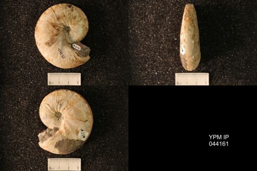 Hoploscaphites nicolletii
