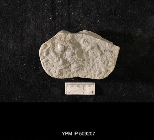 Sowerbyella sp.