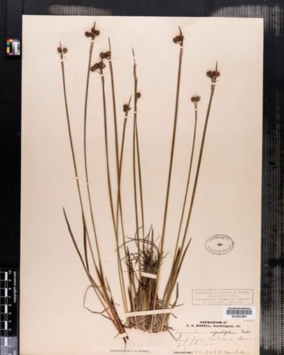 Sisyrinchium angustifolium