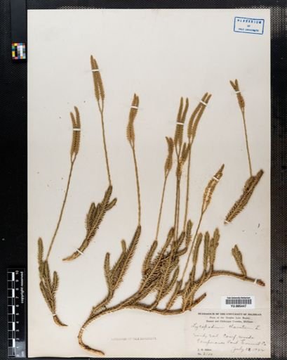 Lycopodium clavatum
