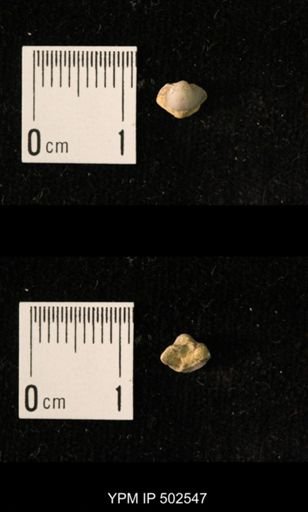 Ambocoelia sp.