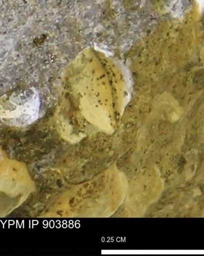 Corbulamella?