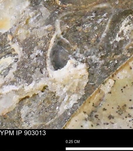 undet. Mollusca