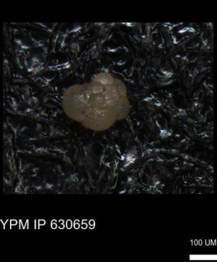 undet. Foraminiferida