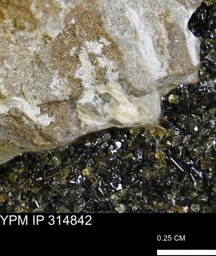 undet. Mollusca