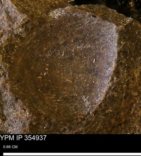 Limopsis sp.