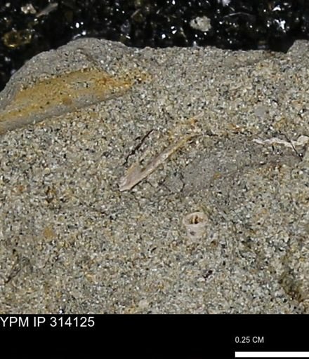 undet. Scaphopoda