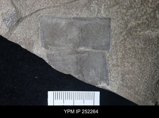 Eurypterus sp.