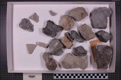 mixed taxa, stratigraphic collection