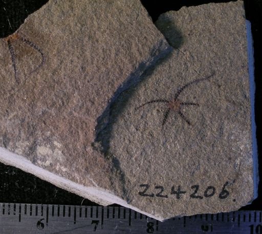 Stephanoura belgica