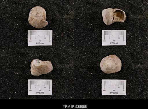 Campeloma nebrascensis