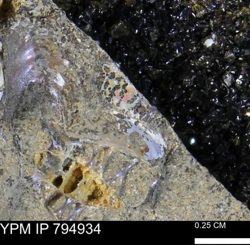 undet. Ammonoidea