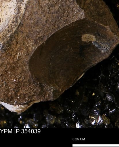undet. Bivalvia