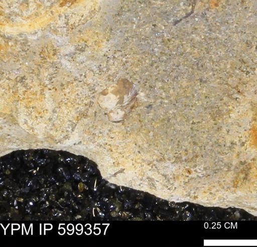 Protocardia subquadrata