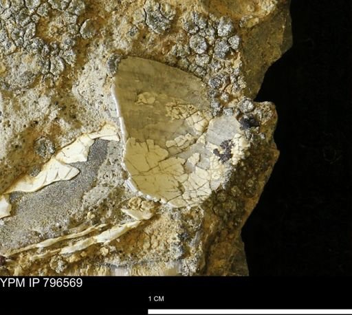 Malletia evansi